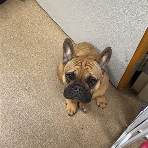 Meet your Posher, Peter